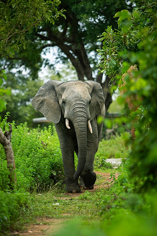 pexels reuben hayfron 771751751 18868387 elephant walking path larabanga savannah region ghana 500x750