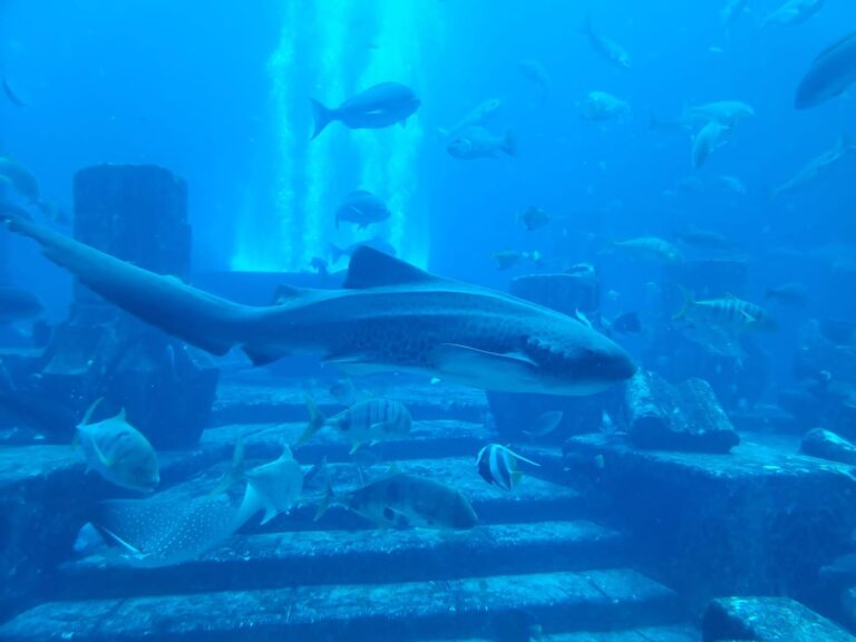 Gallery tymeless gallery dubai aquarium