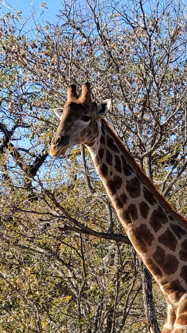 Gallery tymeless gallery south africa giraffe safari